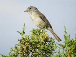 Gray Vireo